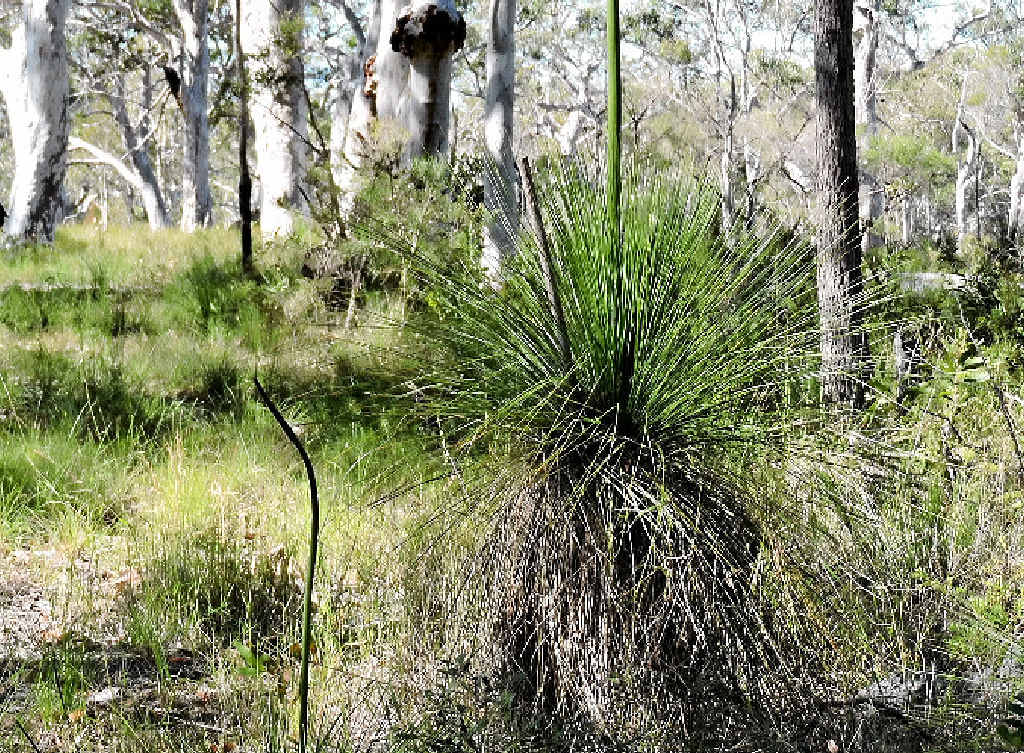 A new report could change the way native vegetation is regulated in New South Wales. A new report could change the way native vegetation is regulated in New South Wales.